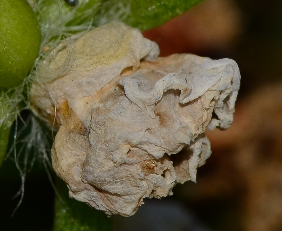 Image of Portulaca grandiflora specimen.