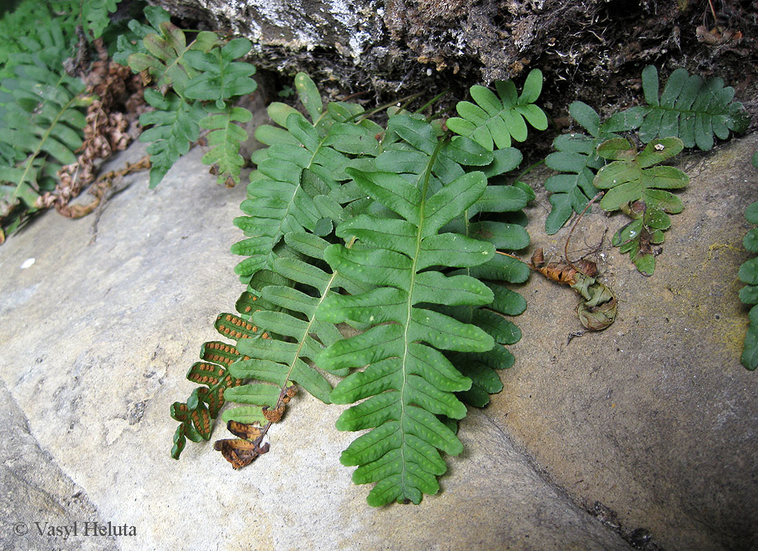 Image of Polypodium vulgare specimen.