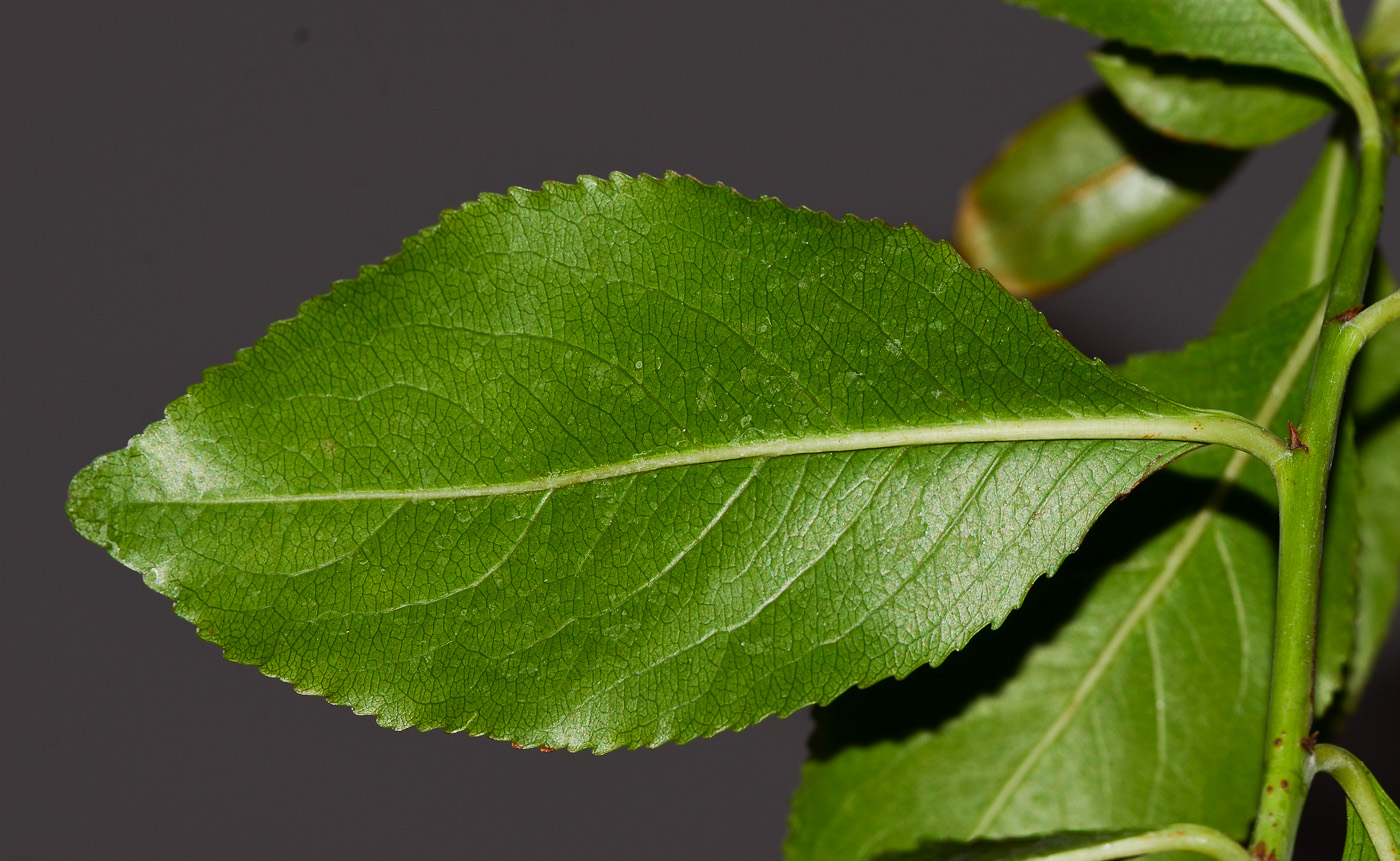 Image of Catha edulis specimen.