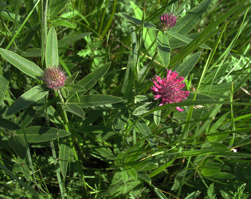 Image of Trifolium alpestre specimen.