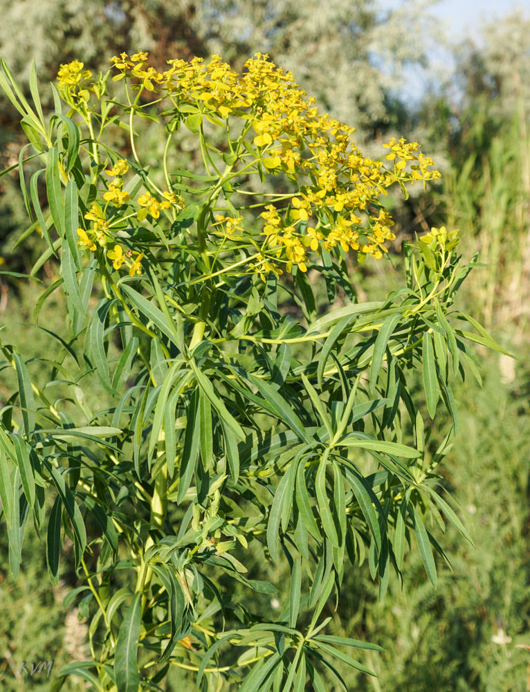 Image of Euphorbia soongarica specimen.