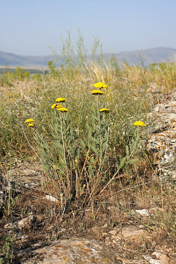 Image of Achillea filipendulina specimen.