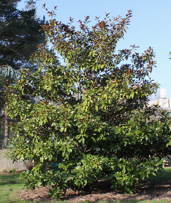 Image of Magnolia grandiflora specimen.