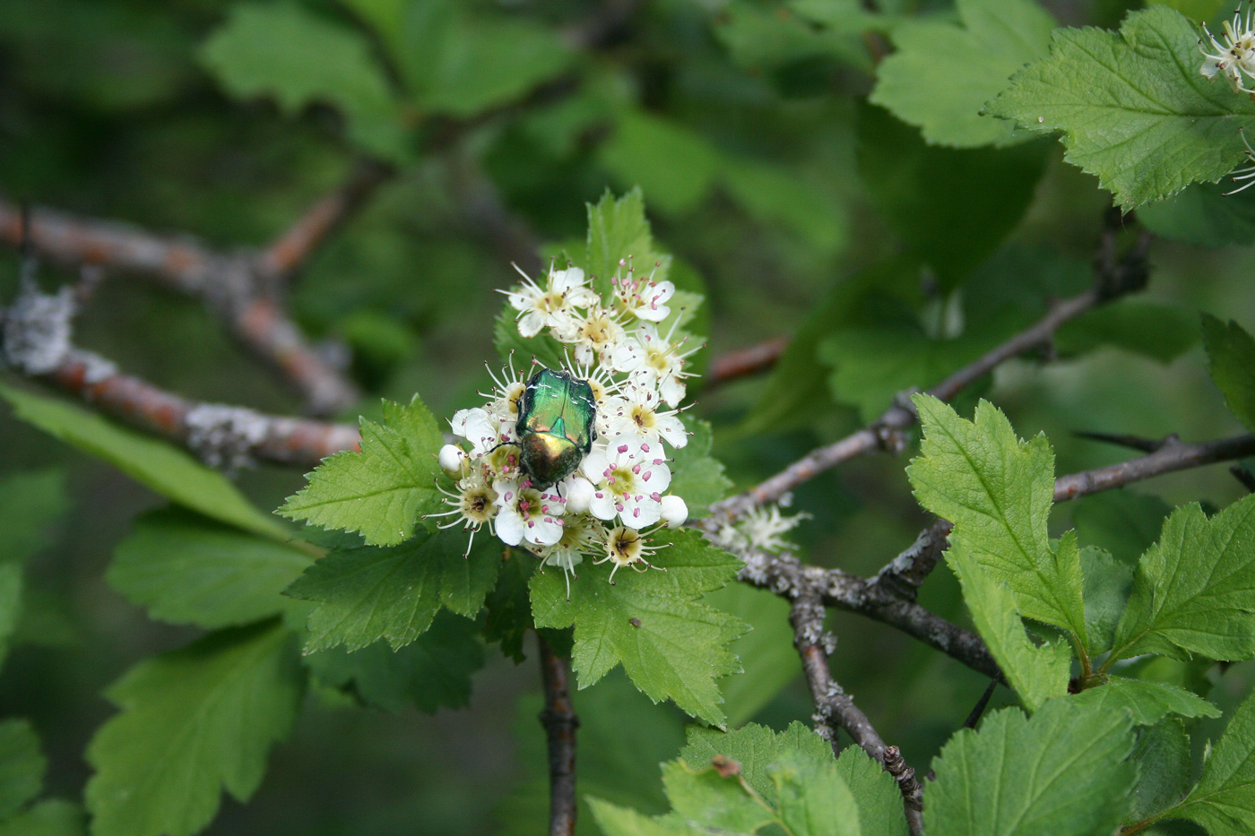 Image of Crataegus sanguinea specimen.