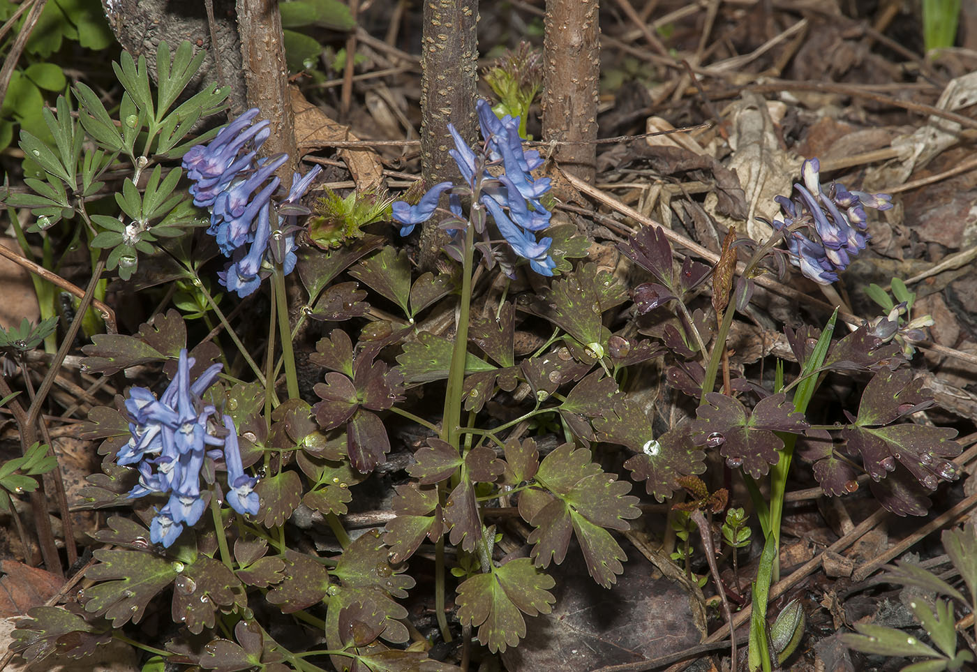 Image of Corydalis ambigua var. pectinata specimen.