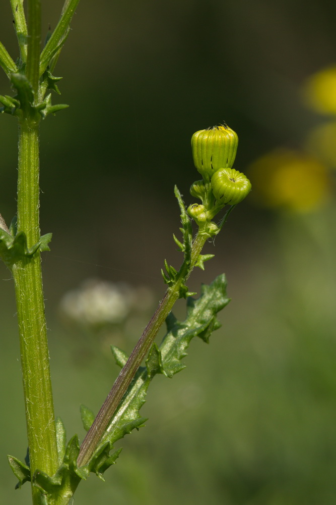 Изображение особи Senecio vernalis.