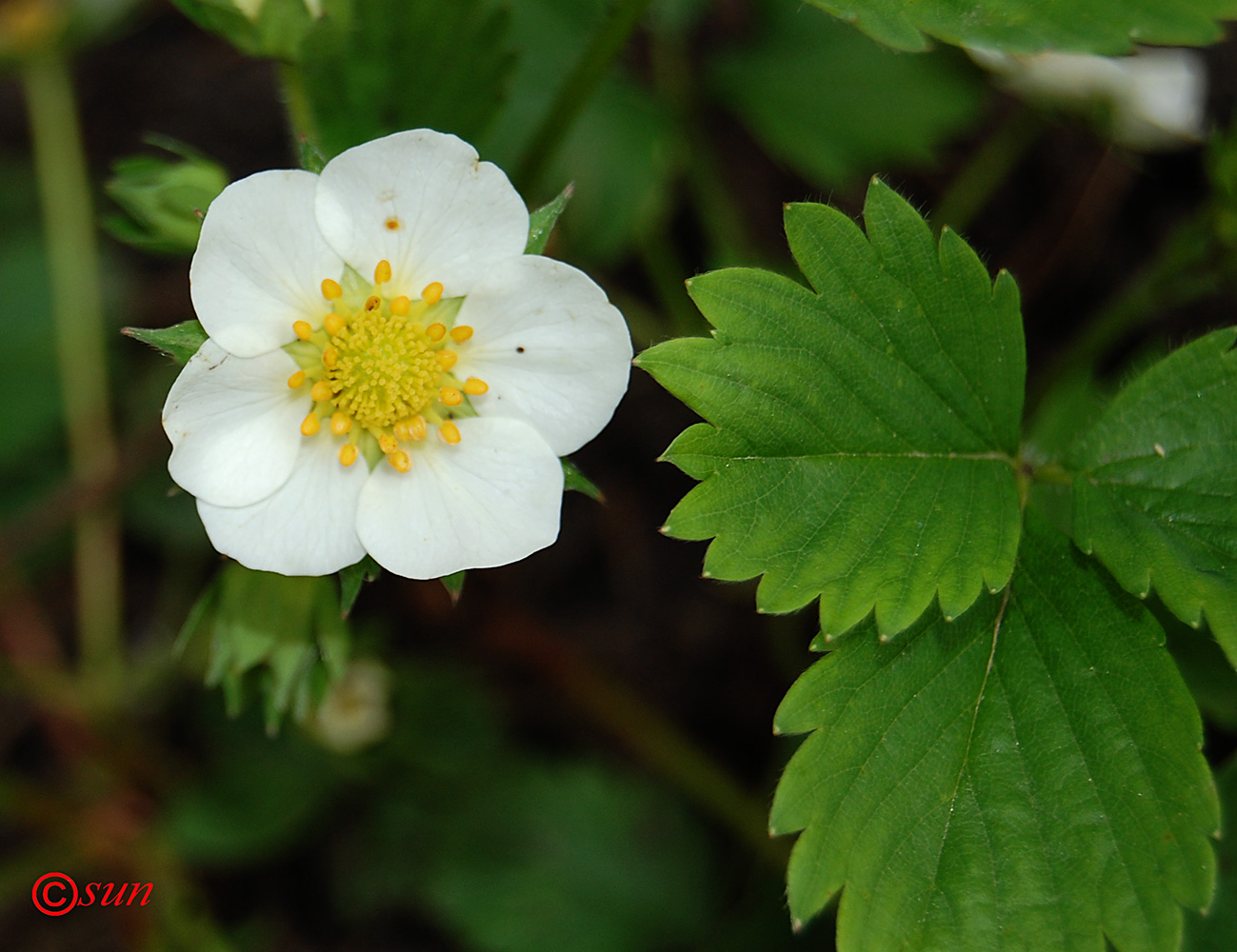 Изображение особи Fragaria &times; ananassa.