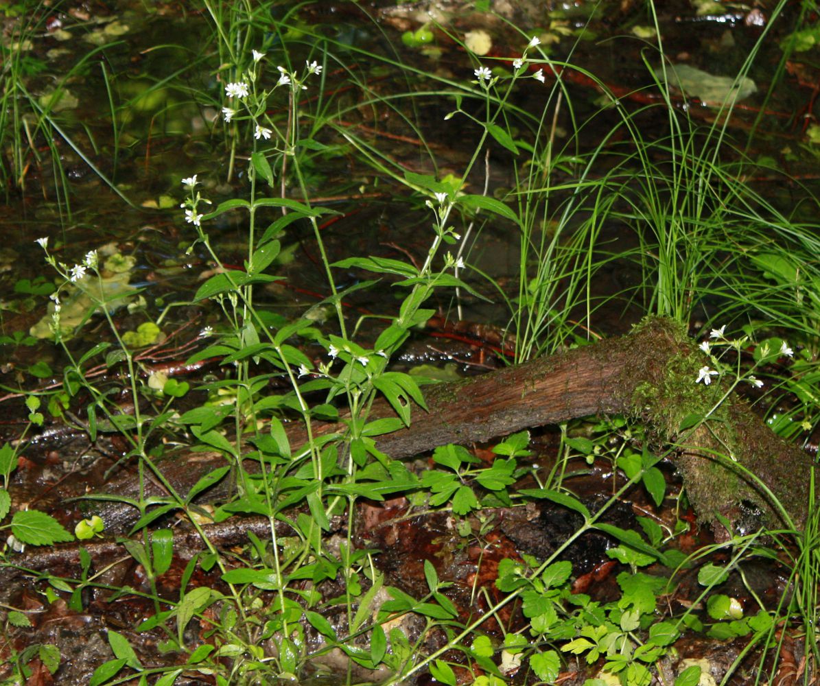 Image of Cerastium sylvaticum specimen.