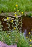 Erysimum hieraciifolium