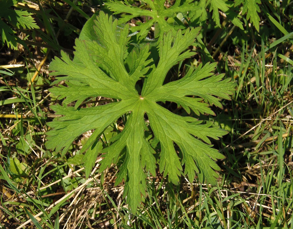 Изображение особи Geranium pratense.