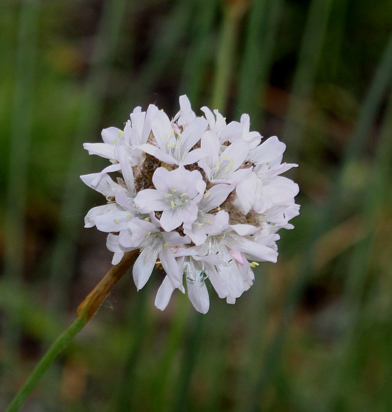 Image of Armeria alliacea specimen.