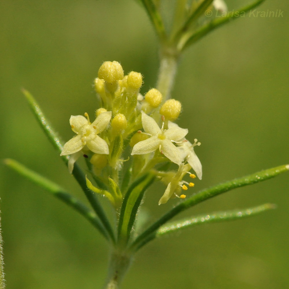 Image of genus Galium specimen.