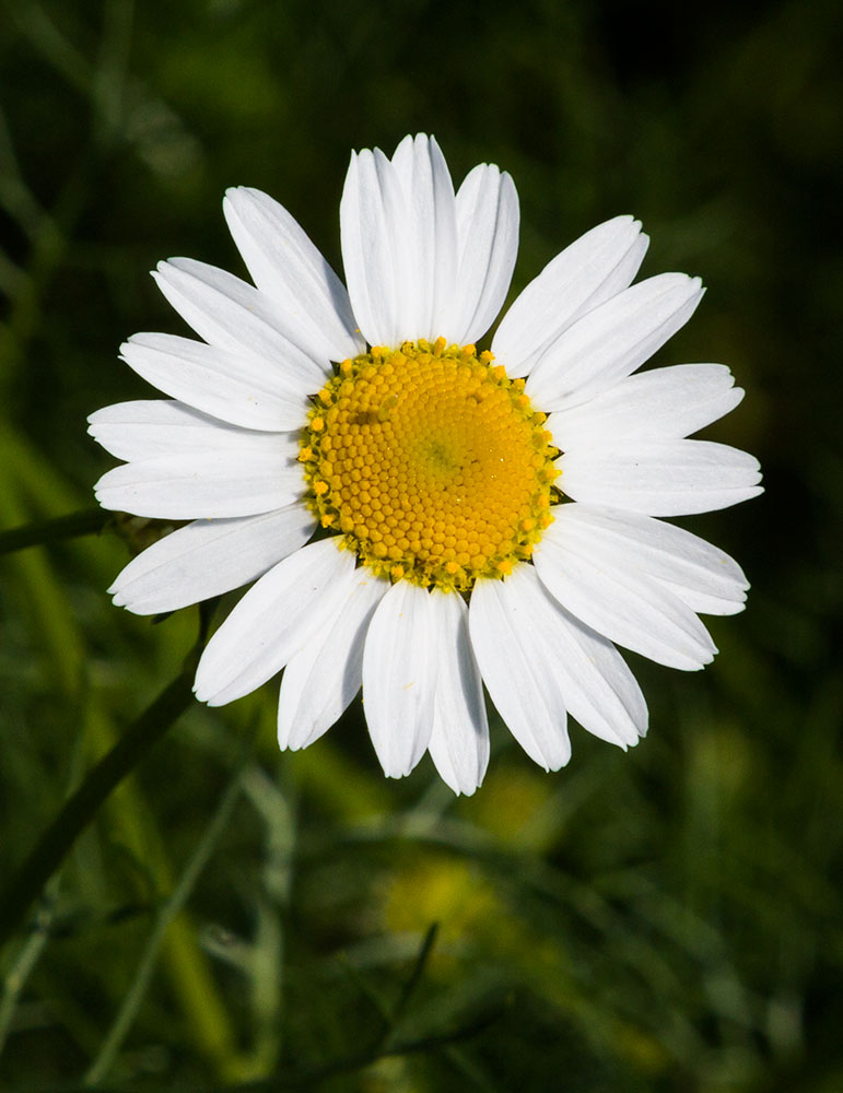 Изображение особи Tripleurospermum inodorum.