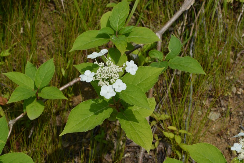 Image of Hydrangea paniculata specimen.