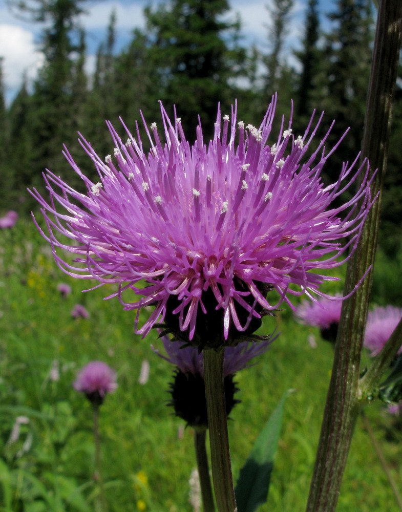 Image of Cirsium helenioides specimen.