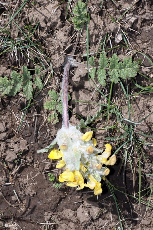 Image of Phlomoides speciosa specimen.