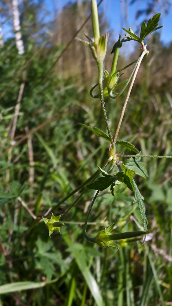 Image of Geranium sibiricum specimen.