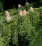 Cedrus deodara