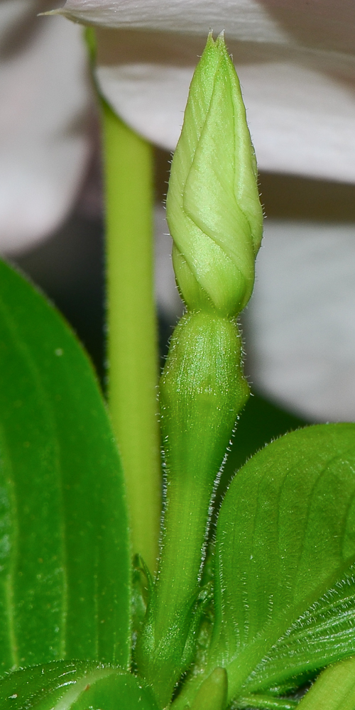 Image of Catharanthus roseus specimen.