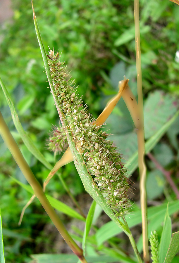 Image of Setaria verticillata specimen.