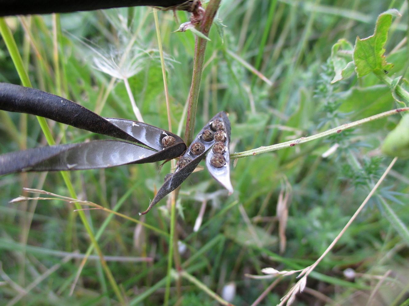 Image of familia Fabaceae specimen.