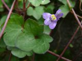 Cymbalaria muralis