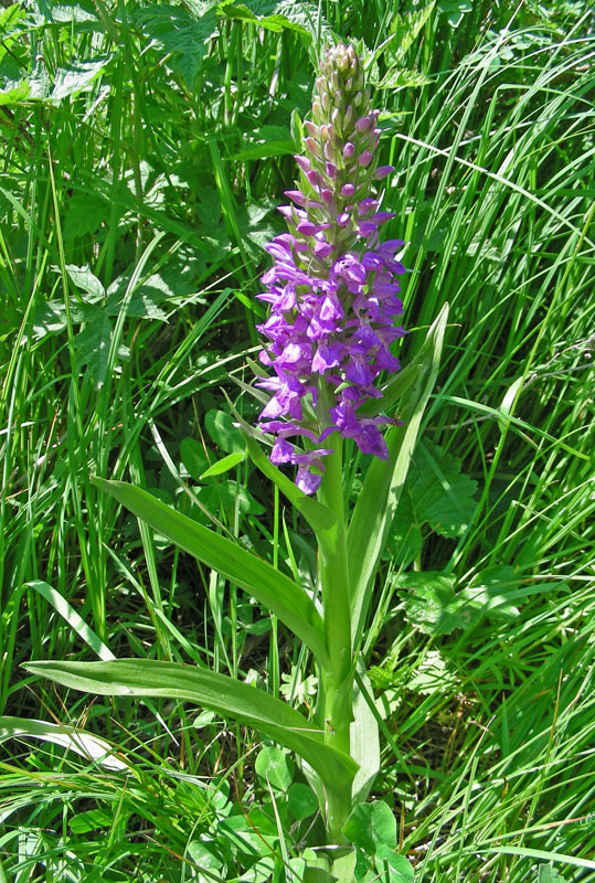 Image of Dactylorhiza umbrosa specimen.