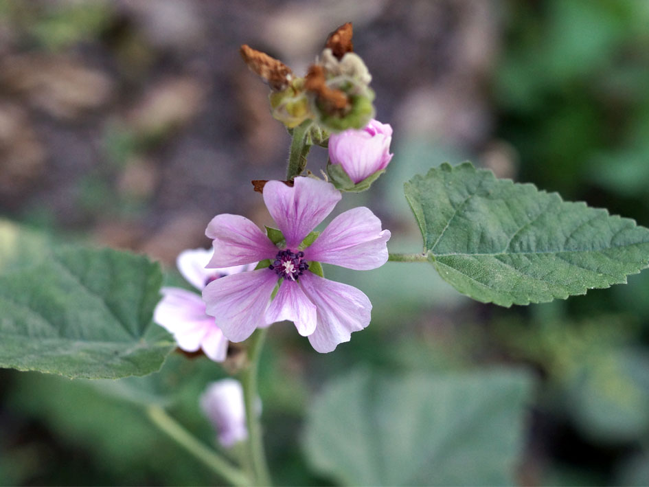 Image of Althaea armeniaca specimen.