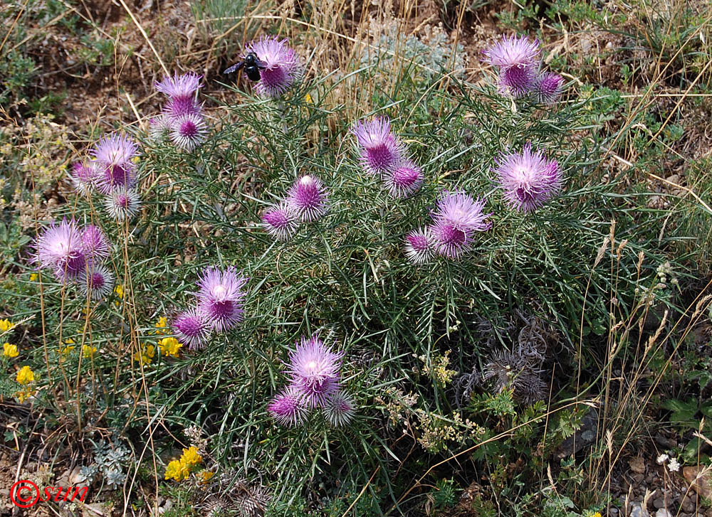 Image of Lamyra echinocephala specimen.