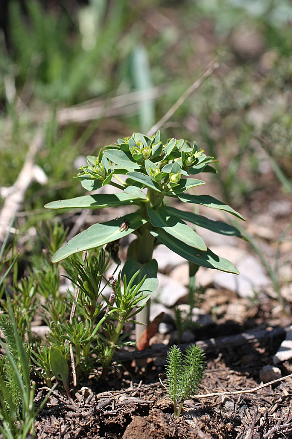 Изображение особи Euphorbia rapulum.