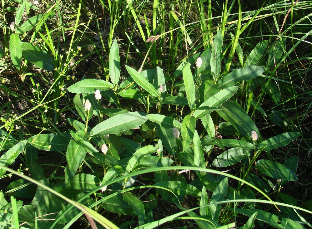 Image of Persicaria amphibia specimen.