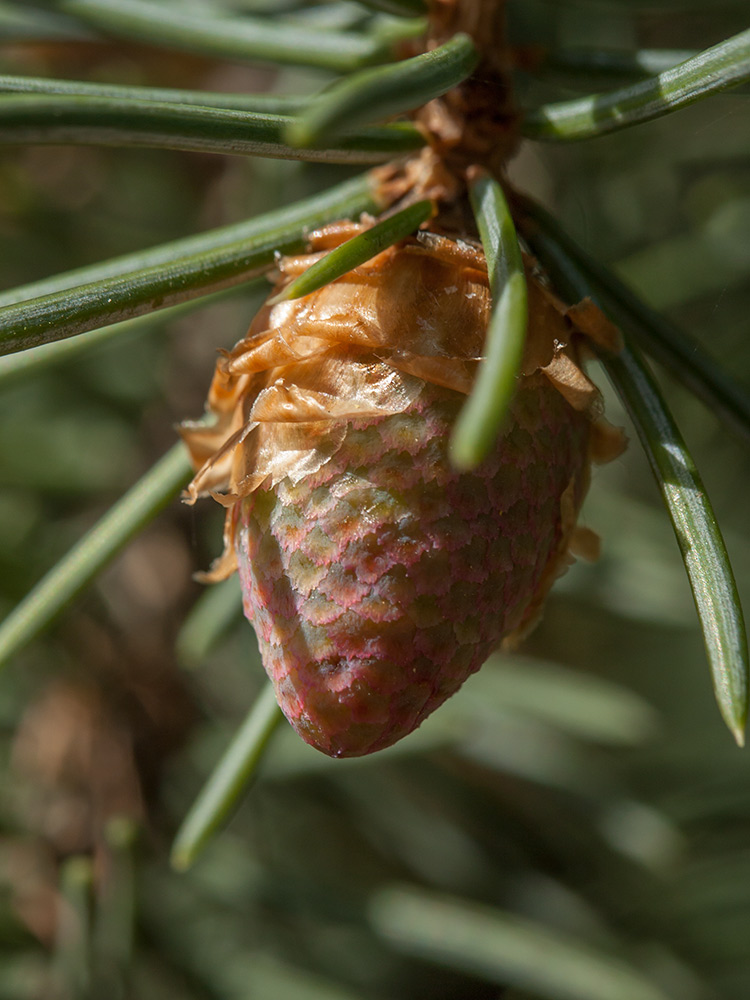 Изображение особи Picea pungens.