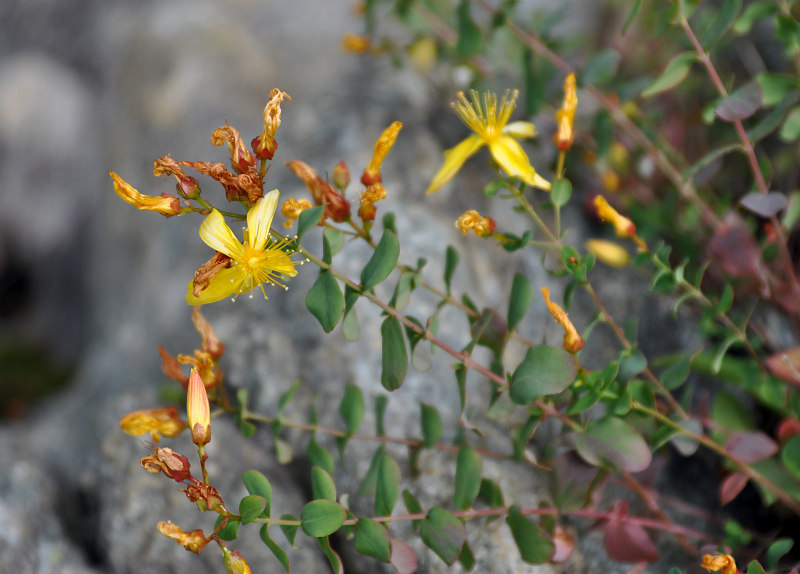 Image of Hypericum nummularioides specimen.