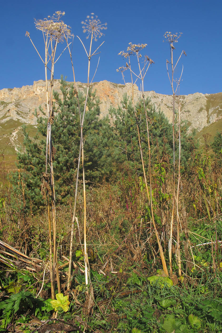 Image of Heracleum sibiricum specimen.