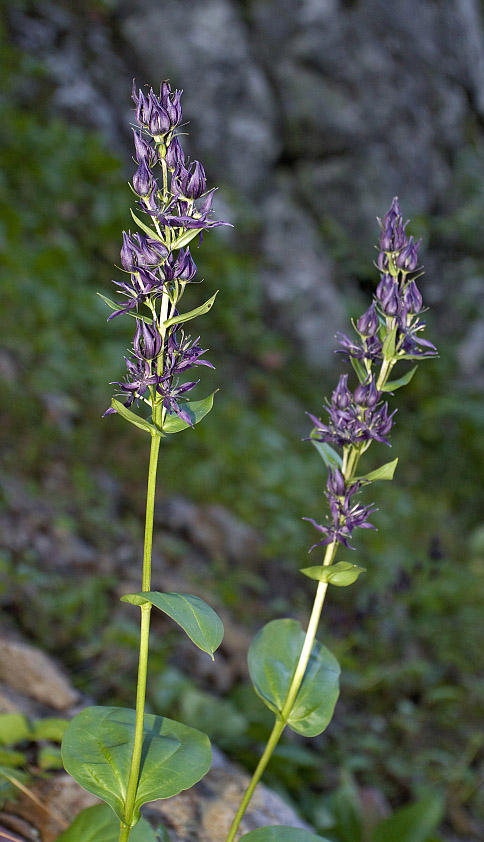 Изображение особи Swertia baicalensis.