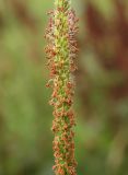 Plantago cornuti. Часть соцветия. Восточный Казахстан, Уланский р-н, окр. с. Украинка, луг. 11.07.2012.