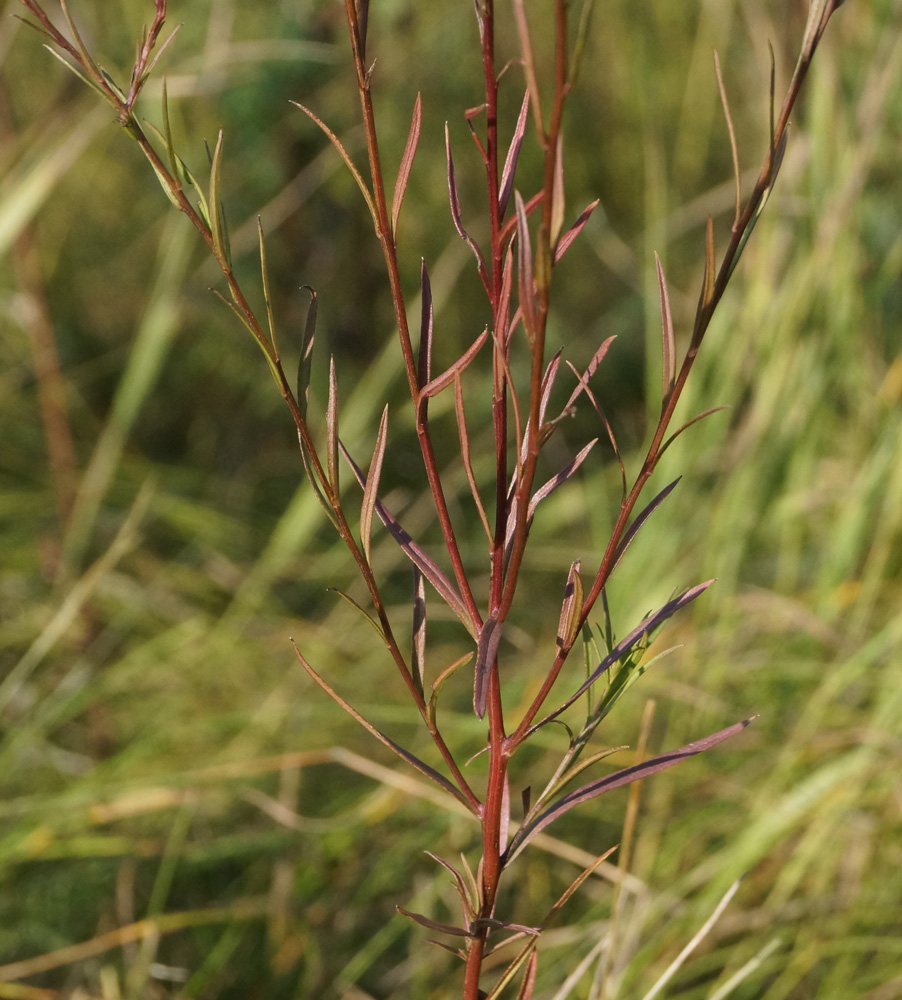 Image of Galatella angustissima specimen.