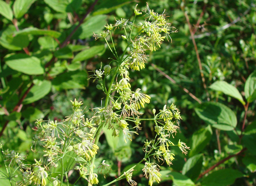 Image of Thalictrum minus specimen.