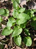 Campanula rapunculoides. Вегетирующее растение. Ленинградская обл., Кировский р-н, южнее ст. Ивановская, левый берег р. Святка. 03.05.2010.