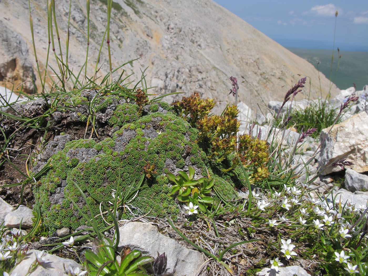 Image of Saxifraga unifoveolata specimen.