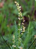 Rumex acetosella. Верхушка цветущего растения. Санкт-Петербург, Пискарёвский парк. 05.07.2009.