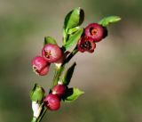 Vaccinium myrtillus. Верхушка побега с цветками. Московская обл., Раменский р-н, окр. ж.-д. платформы Хрипань, просека под ЛЭП. 06.05.2016.