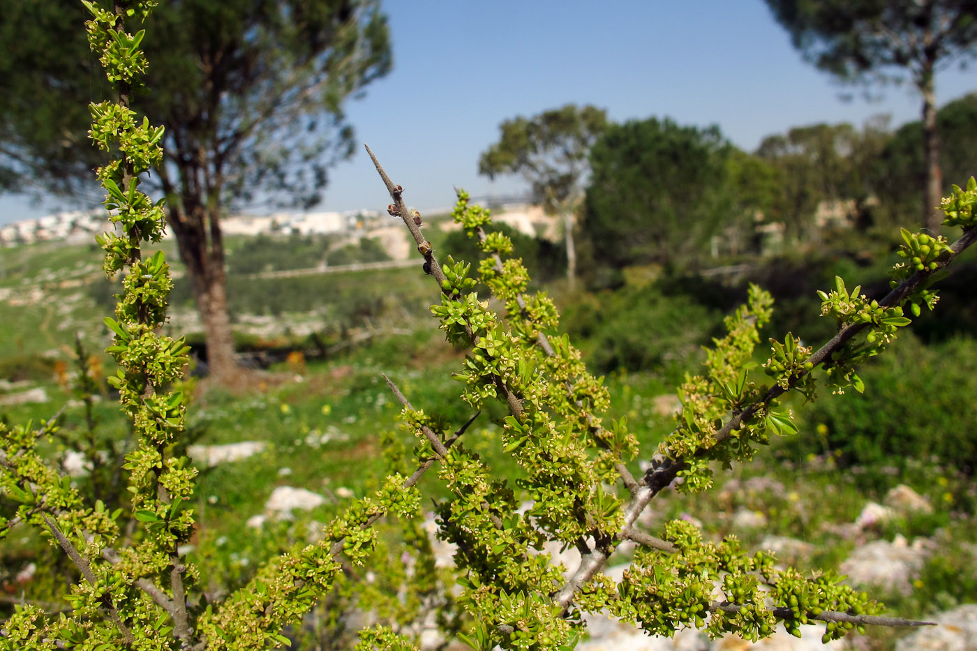 Image of Rhamnus lycioides specimen.