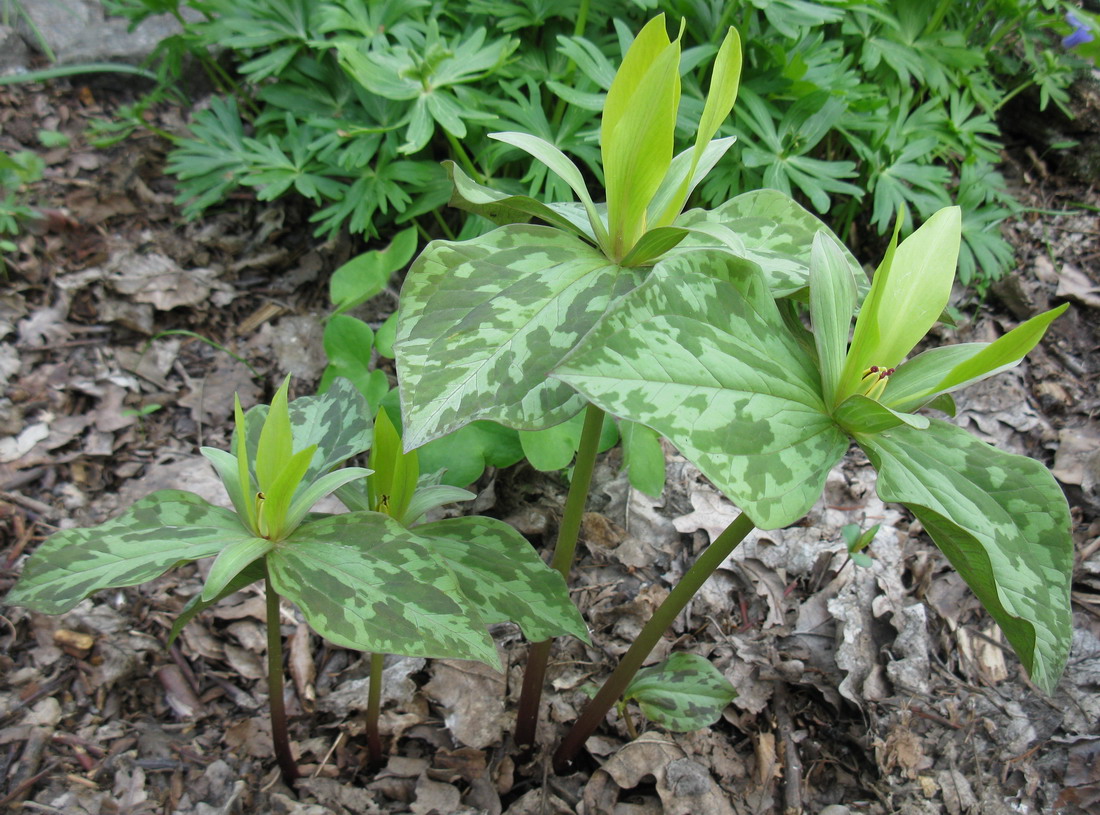 Image of Trillium cuneatum specimen.