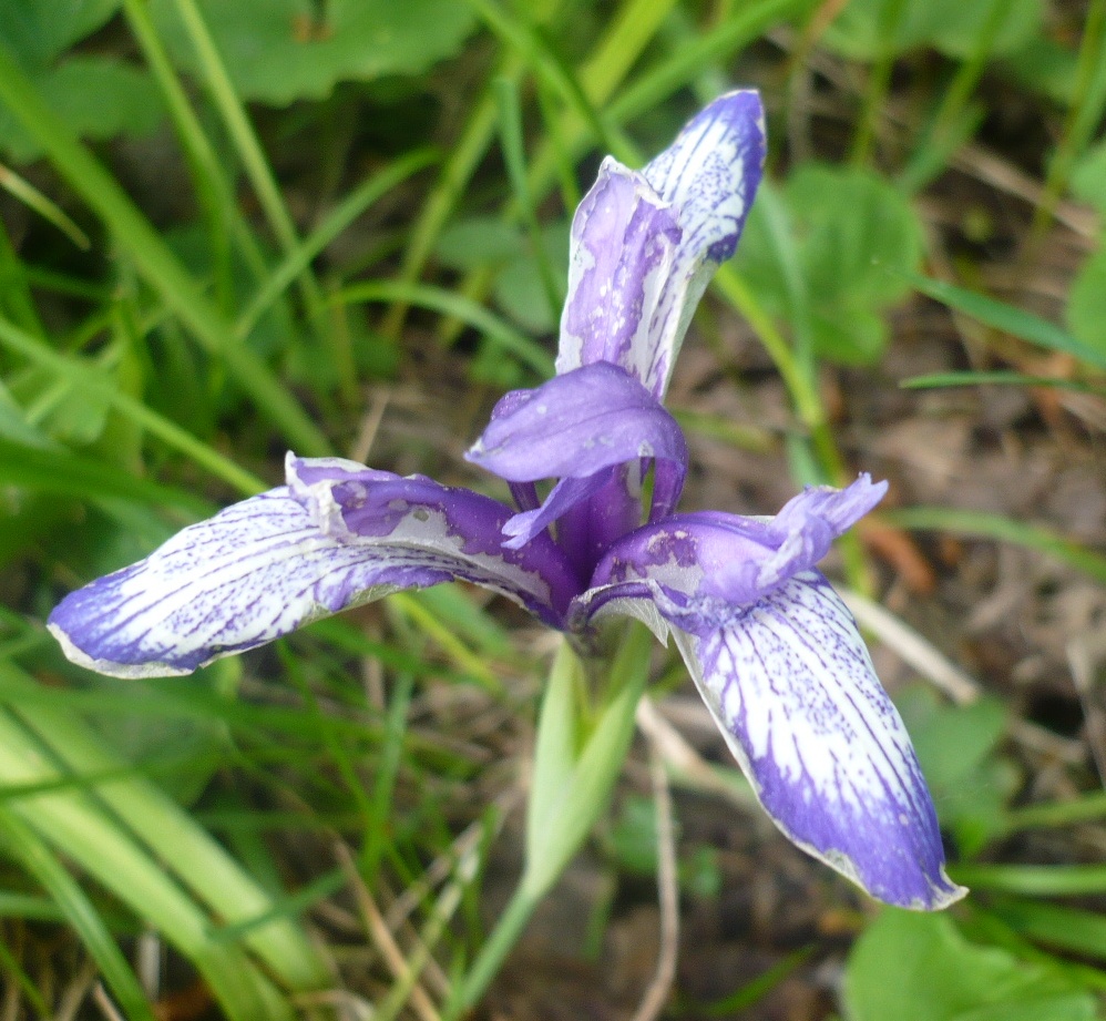 Изображение особи Iris ruthenica.