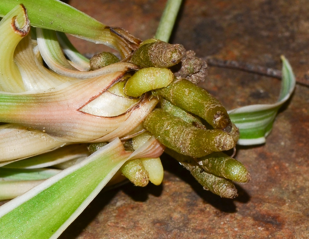 Image of Chlorophytum comosum specimen.