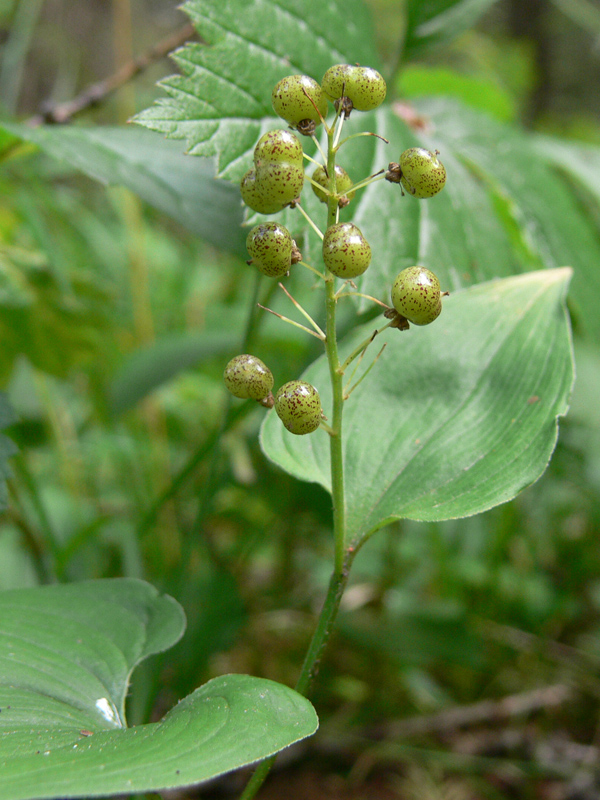 Изображение особи Maianthemum bifolium.