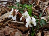 Viola chaerophylloides