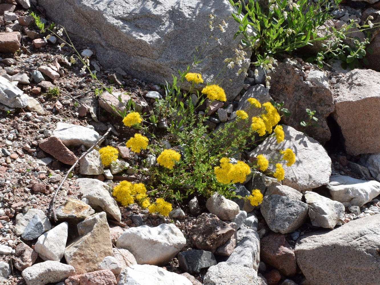 Image of Hypericum scabrum specimen.