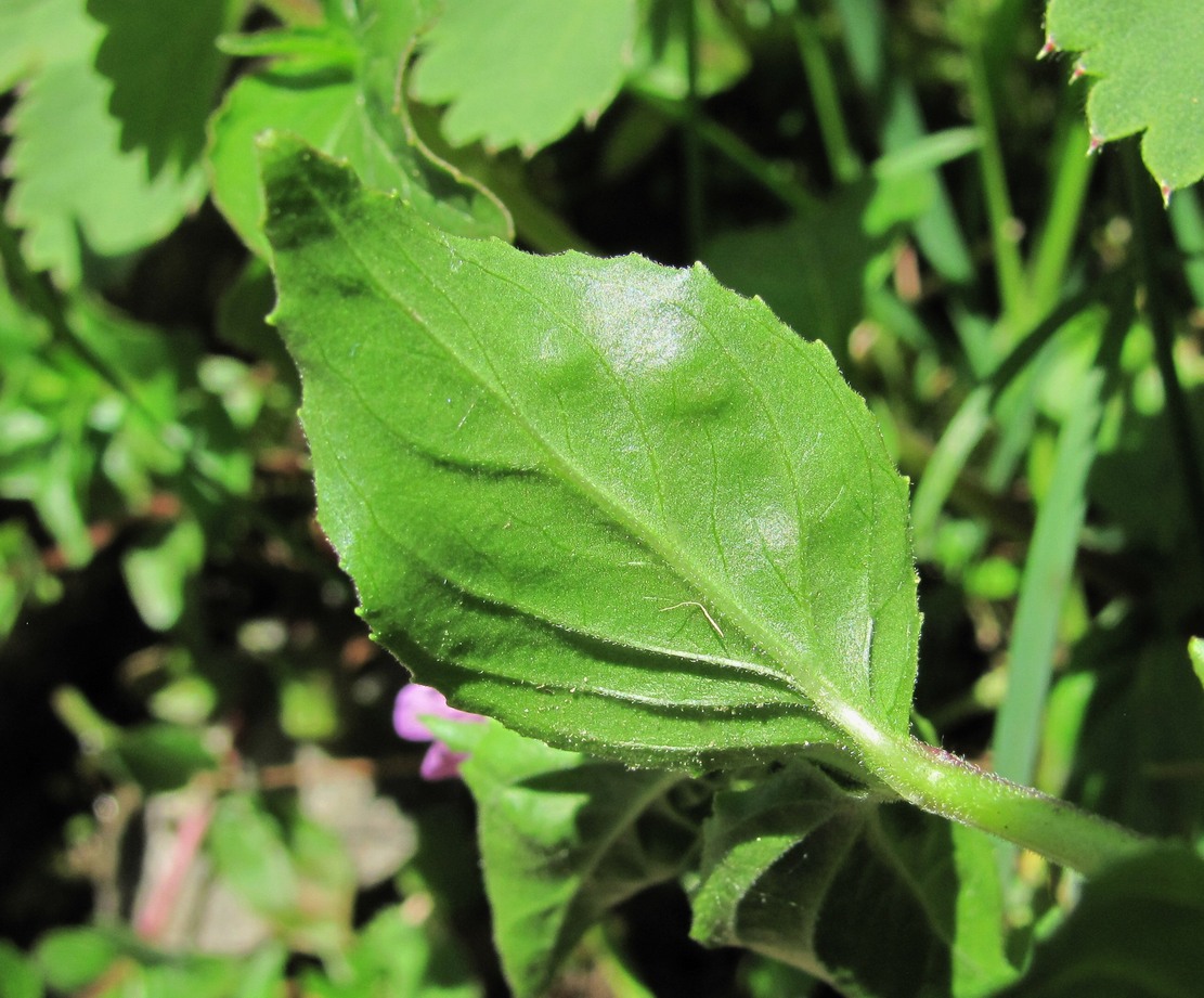 Image of Epilobium algidum specimen.